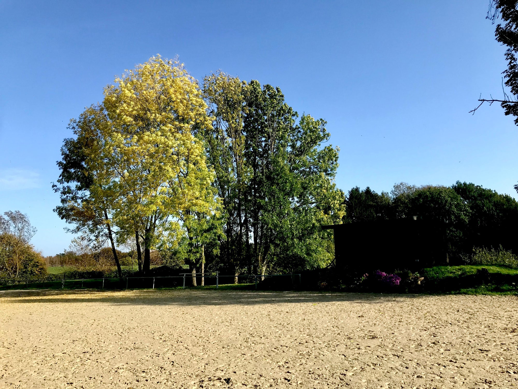 Springplatz mit Bäumen